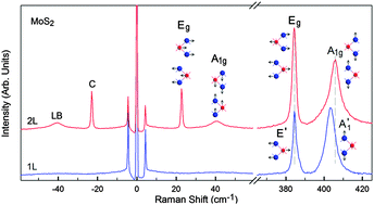 Graphical abstract: Phonon and Raman scattering of two-dimensional transition metal dichalcogenides from monolayer, multilayer to bulk material