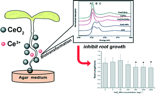 Graphical abstract: Effect of cerium oxide nanoparticles on asparagus lettuce cultured in an agar medium