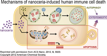 Graphical abstract: The yin: an adverse health perspective of nanoceria: uptake, distribution, accumulation, and mechanisms of its toxicity