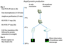 Graphical abstract: Rapid in vitro protein synthesis pipeline: a promising tool for cost-effective protein array design