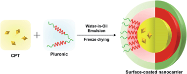 Graphical abstract: A novel surface-coated nanocarrier for efficient encapsulation and delivery of camptothecin to cells