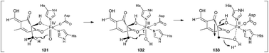 Graphical abstract: Oxidative rearrangements during fungal biosynthesis