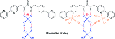 Graphical abstract: New insights into dihydrogenphosphate recognition with dirhenium(i) tricarbonyl complexes bridged by a thiourea moiety