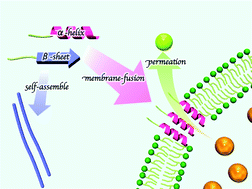 Graphical abstract: The self-assembly and secondary structure of peptide amphiphiles determine the membrane permeation activity