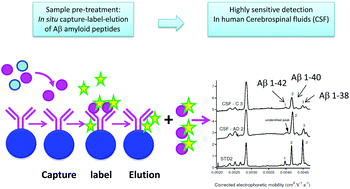 Graphical abstract: Magneto-immunocapture with on-bead fluorescent labeling of amyloid-β peptides: towards a microfluidized-bed-based operation