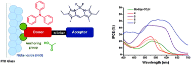 Graphical abstract: Design and characterisation of bodipy sensitizers for dye-sensitized NiO solar cells