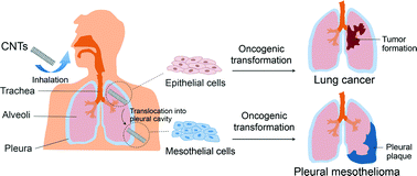 Graphical abstract: Carcinogenic potential of high aspect ratio carbon nanomaterials