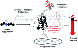 Graphical abstract: Stabilization of bacterially expressed erythropoietin by single site-specific introduction of short branched PEG chains at naturally occurring glycosylation sites