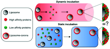 Graphical abstract: The biomolecular corona of nanoparticles in circulating biological media