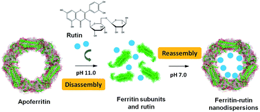 Graphical abstract: Synthesis of homogeneous protein-stabilized rutin nanodispersions by reversible assembly of soybean (Glycine max) seed ferritin