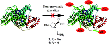 Graphical abstract: N-(3-Aminoalkyl)proline derivatives with potent antigycation activity
