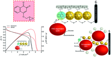 Graphical abstract: Rational design of quinones for high power density biofuel cells