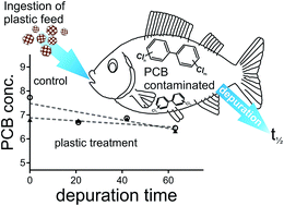 Graphical abstract: No measurable “cleaning” of polychlorinated biphenyls from Rainbow Trout in a 9 week depuration study with dietary exposure to 40% polyethylene microspheres