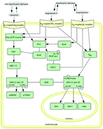 Graphical abstract: Analyzing ERK 1/2 signalling and targets