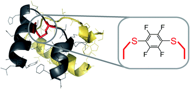 Graphical abstract: A perfluoroaromatic abiotic analog of H2 relaxin enabled by rapid flow-based peptide synthesis