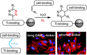 Graphical abstract: On-resin Diels–Alder reaction with inverse electron demand: an efficient ligation method for complex peptides with a varying spacer to optimize cell adhesion
