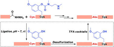 Graphical abstract: Hmboff/on as a switchable thiol protecting group for native chemical ligation