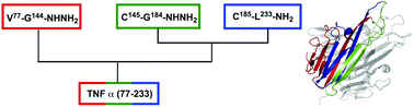 Graphical abstract: Synthesis of tumor necrosis factor α for use as a mirror-image phage display target