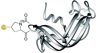 Graphical abstract: Replacing a single atom accelerates the folding of a protein and increases its thermostability