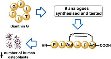 Graphical abstract: Synthesis and in vitro bone cell activity of analogues of the cyclohexapeptide dianthin G