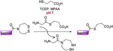 Graphical abstract: Insight into the SEA amide thioester equilibrium. Application to the synthesis of thioesters at neutral pH