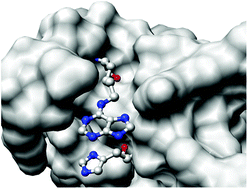 Graphical abstract: Chemical synthesis and enzymatic properties of RNase A analogues designed to enhance second-step catalytic activity