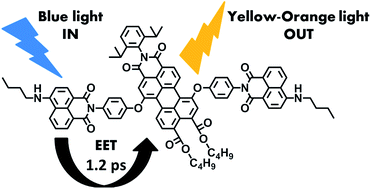 Graphical abstract: Tunable and highly efficient light-harvesting antenna systems based on 1,7-perylene-3,4,9,10-tetracarboxylic acid derivatives