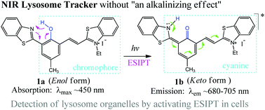 Graphical abstract: An NIR-emitting lysosome-targeting probe with large Stokes shift via coupling cyanine and excited-state intramolecular proton transfer