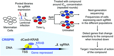 Graphical abstract: Elucidating drug targets and mechanisms of action by genetic screens in mammalian cells