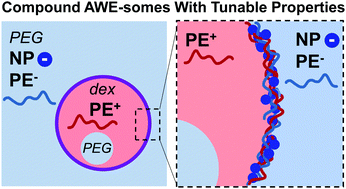 Graphical abstract: Tuning interfacial complexation in aqueous two phase systems with polyelectrolytes and nanoparticles for compound all water emulsion bodies (AWE-somes)