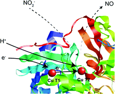 Graphical abstract: Intra-electron transfer induced by protonation in copper-containing nitrite reductase