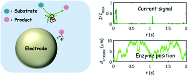 Graphical abstract: Understanding single enzyme activity via the nano-impact technique