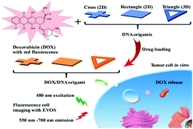 Graphical abstract: Time-lapse live cell imaging to monitor doxorubicin release from DNA origami nanostructures