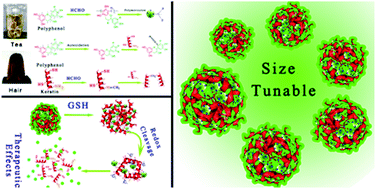 Graphical abstract: Size-controlled, colloidally stable and functional nanoparticles based on the molecular assembly of green tea polyphenols and keratins for cancer therapy