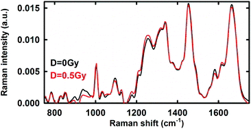 Graphical abstract: Raman spectroscopy for the evaluation of the radiobiological sensitivity of normal human breast cells at different time points after irradiation by a clinical proton beam