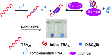 Graphical abstract: Label-free colorimetric aptasensor for highly sensitive and selective detection of proteins by using PNA/DNA hybrids and a cyanine dye