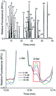 Graphical abstract: Chiral micellar electrokinetic chromatographic separation for determination of l- and d-primary amines released from murine islets of Langerhans