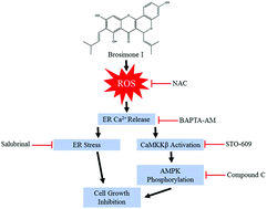 Graphical abstract: Brosimone I, an isoprenoid-substituted flavonoid, induces cell cycle G1 phase arrest and apoptosis through ROS-dependent endoplasmic reticulum stress in HCT116 human colon cancer cells