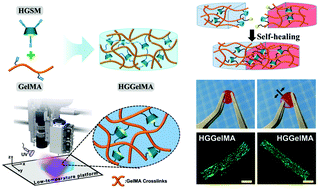 Graphical abstract: 3D-printable self-healing and mechanically reinforced hydrogels with host–guest non-covalent interactions integrated into covalently linked networks