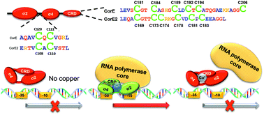 Graphical abstract: The complex global response to copper in the multicellular bacterium Myxococcus xanthus