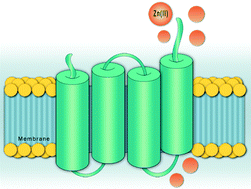 Graphical abstract: Investigation on the metal binding sites of a putative Zn(ii) transporter in opportunistic yeast species Candida albicans