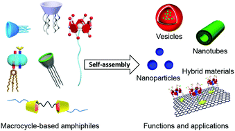 Graphical abstract: Recent progress in macrocyclic amphiphiles and macrocyclic host-based supra-amphiphiles