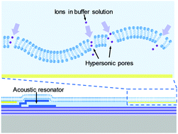 Graphical abstract: Hypersonic poration of supported lipid bilayers
