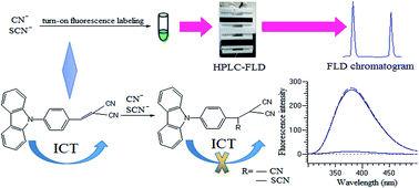 Graphical abstract: Simultaneous determination of cyanide and thiocyanate in swine plasma by high-performance liquid chromatography with fluorescence detection based on a novel D–π–A carbazole-based turn-on fluorescence labeling reagent