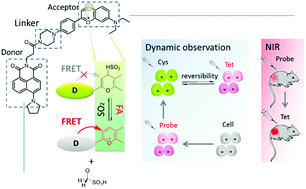 Graphical abstract: Development of a unique reversible fluorescent probe for tracking endogenous sulfur dioxide and formaldehyde fluctuation in vivo