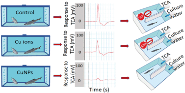 Graphical abstract: The effect of copper nanoparticles on olfaction in rainbow trout (Oncorhynchus mykiss)