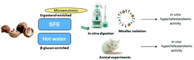 Graphical abstract: In vitro and in vivo testing of the hypocholesterolemic activity of ergosterol- and β-glucan-enriched extracts obtained from shiitake mushrooms (Lentinula edodes)