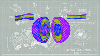 Graphical abstract: Transverse lipid organization dictates bending fluctuations in model plasma membranes
