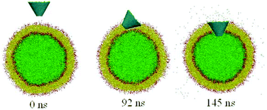 Graphical abstract: Mechanistic modeling of spontaneous penetration of carbon nanocones into membrane vesicles