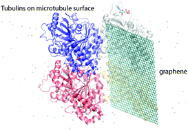 Graphical abstract: Potential interference with microtubule assembly by graphene: a tug-of-war